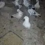 حمام باكستاني وفرنسى منتج للبيع العاجل