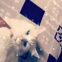 قطه شيرازيه للبيع