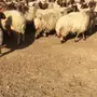 غنم نعيم مراح دفيع ومواليد