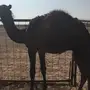 حشو للبيع 