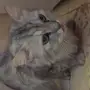 قطة للتبني المدينة المنورة