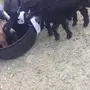 للبيع بهم نظيف وعلى الشرط
