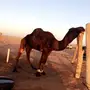 جمل _املح _ سدس 