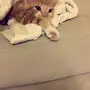 قطة للتبني