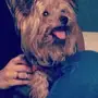 يورك شاير للبيع ذكر