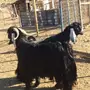 فحول عوارض للبيع 