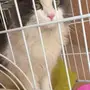 قط شيرازي 7 شهور