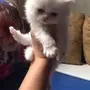 قطط شيرازيه بسعر مناسب