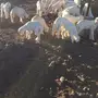 حريات للبيع  