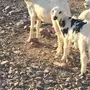 للبيع نعجه طيب تحتها رخلين