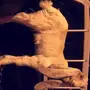 مشروع فحل هولندي