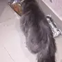 قطط للبيع