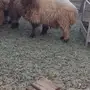 خرفان للبيع 