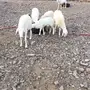ضان للبيع راجع اعلاني