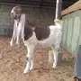 مشروع فحل كايف 