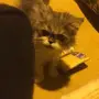قطه ذكر وانثى للبيع 