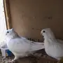 جوز حب رمان منتج