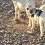 للبيع نعجه حريه تحتها رخلين