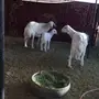 للبيع حريات و جفار 