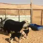 شاه نجدية جذعه تحتها ثنين