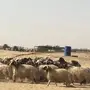 ذبايح نعيم جدعان