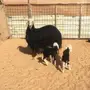 شاه نجديه تحتها ثنين 
