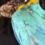 مكاو للبيع ب5000