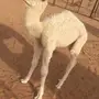 حوار قعود اوضح للضيار