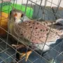 طير للبيع 