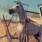 خيل