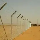 توريد جميع أنواع النخيل الوشنطني والعربي