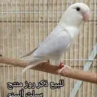 ذكر روز منتج