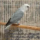 ذكر روز مع شهادة التحليل ((تم البيع ))
