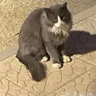 قط تبني م اعرف عنه ايش غير انو جا عند باب مهجن