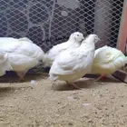 للبيع سم ان تكساس
