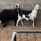 ذبايح طيبه لثلاجه والمناسبات