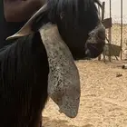 تيس فحل عارضي للبيع
