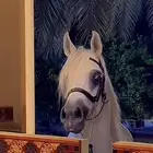فرس