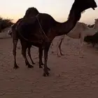 ناقه مجهم للبيع