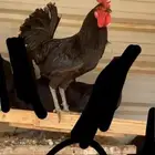 مطلوب ديك بلدي اسود