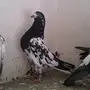 حمام باكستاني