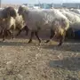 غنم نعيم للبيع 
