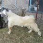 تيس عارضي ابيض
