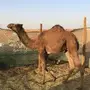 حاشي للبيع 