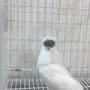 أنثى هلمت للبيع 