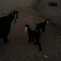 ابي توصيل حلال من الرياض الى مكه
