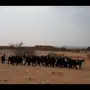 معزا عوارض مقنى