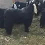 تيس عارض طيب وطرح طيب 
