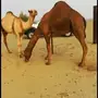 قعود فحل ساس قوي قوي وكفو