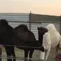 قعدان